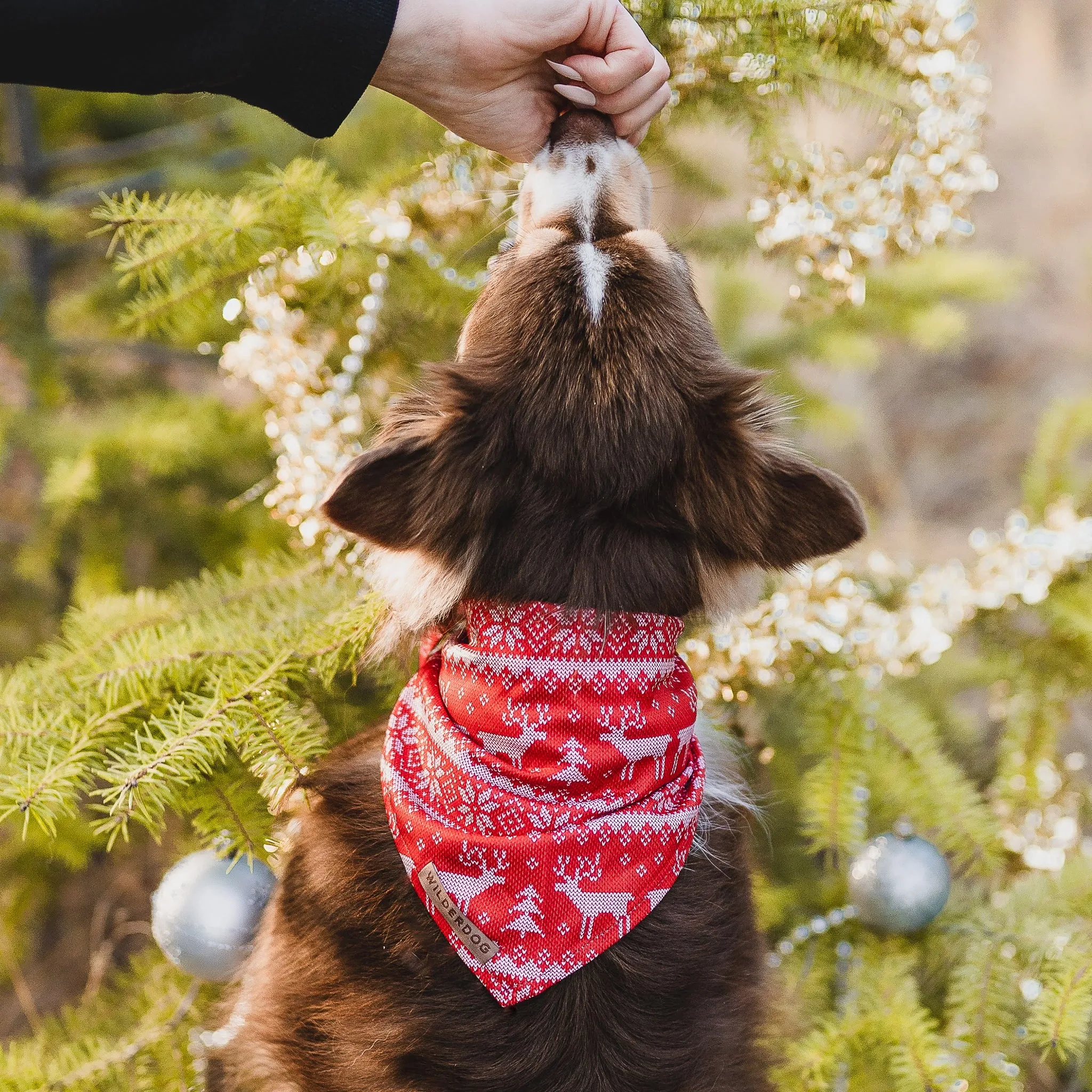 Ugly Sweater Bandana